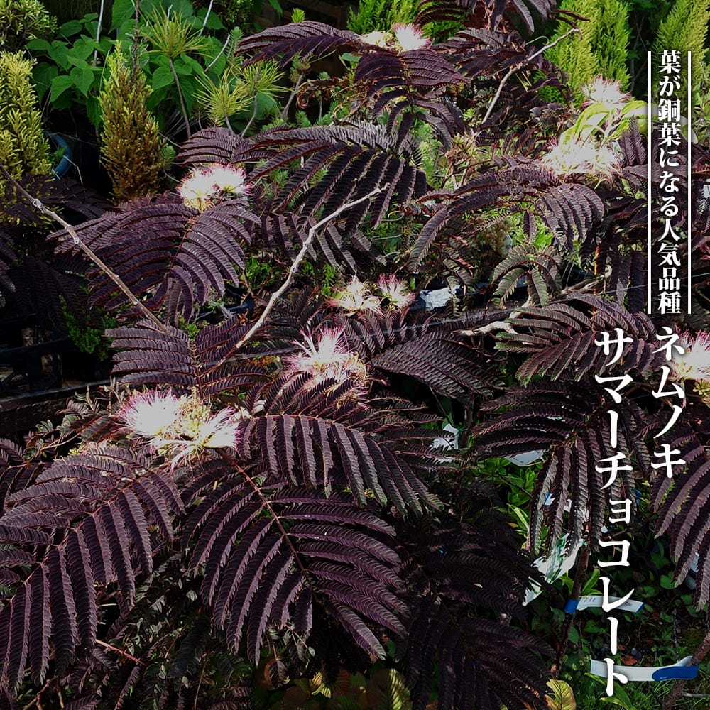 ノルウェーカエデ  クリムゾンキング 