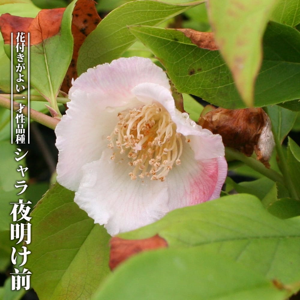 シャラノキ 夜明け前 苗 通販 苗木部 By 花ひろばオンライン