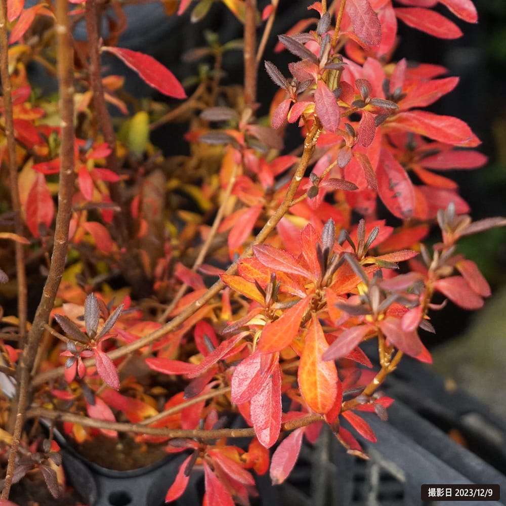 ツツジの通販 苗木部 By 花ひろばオンライン