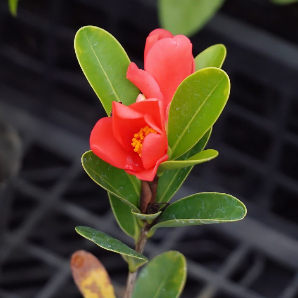 椿 アザレア椿 1