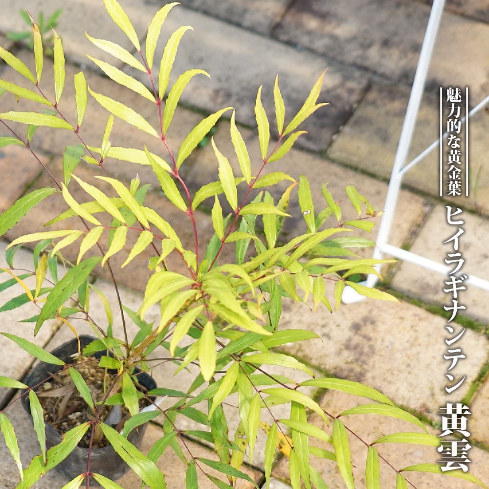 ヒイラギナンテン 黄雲 1