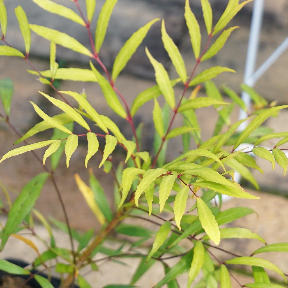 ヒイラギナンテン 黄雲 2