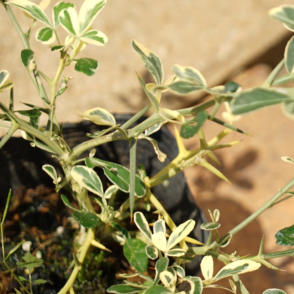 カラタチ 彩虹 1