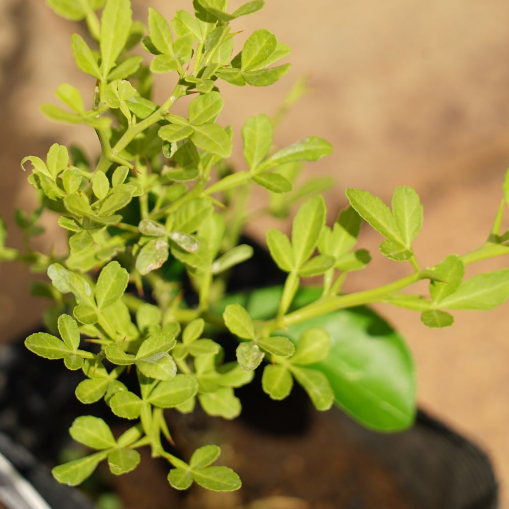 カラタチ 彩虹 1