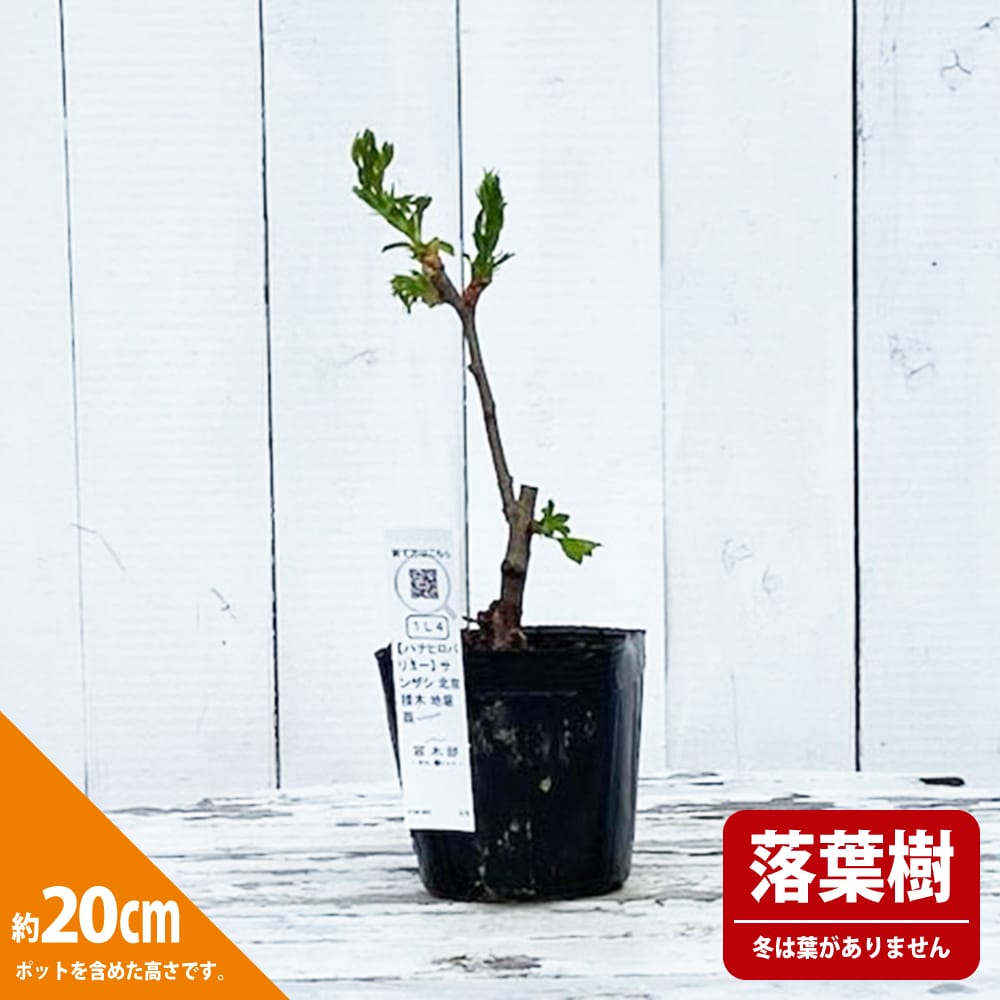 サンザシ 北京 苗 販売 苗木部 By 花ひろばオンライン