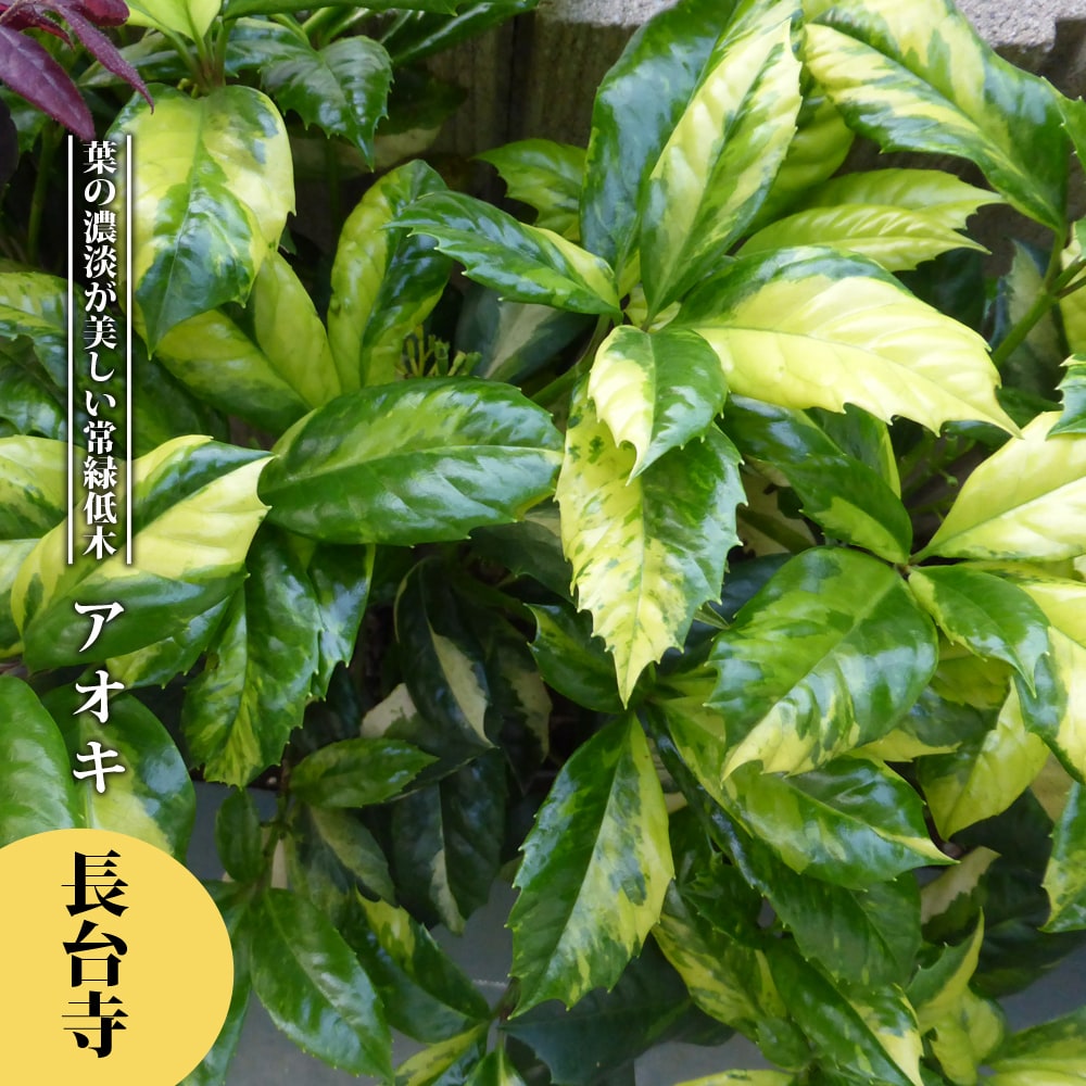アオキ 長台寺 
