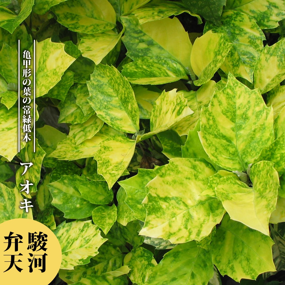 アオキ 駿河弁天 