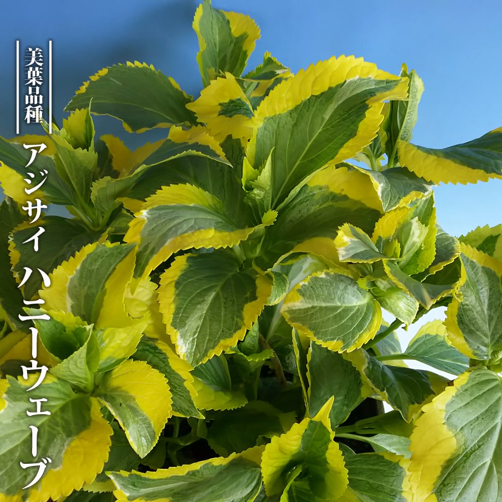 アジサイ ハニーウェーブ 