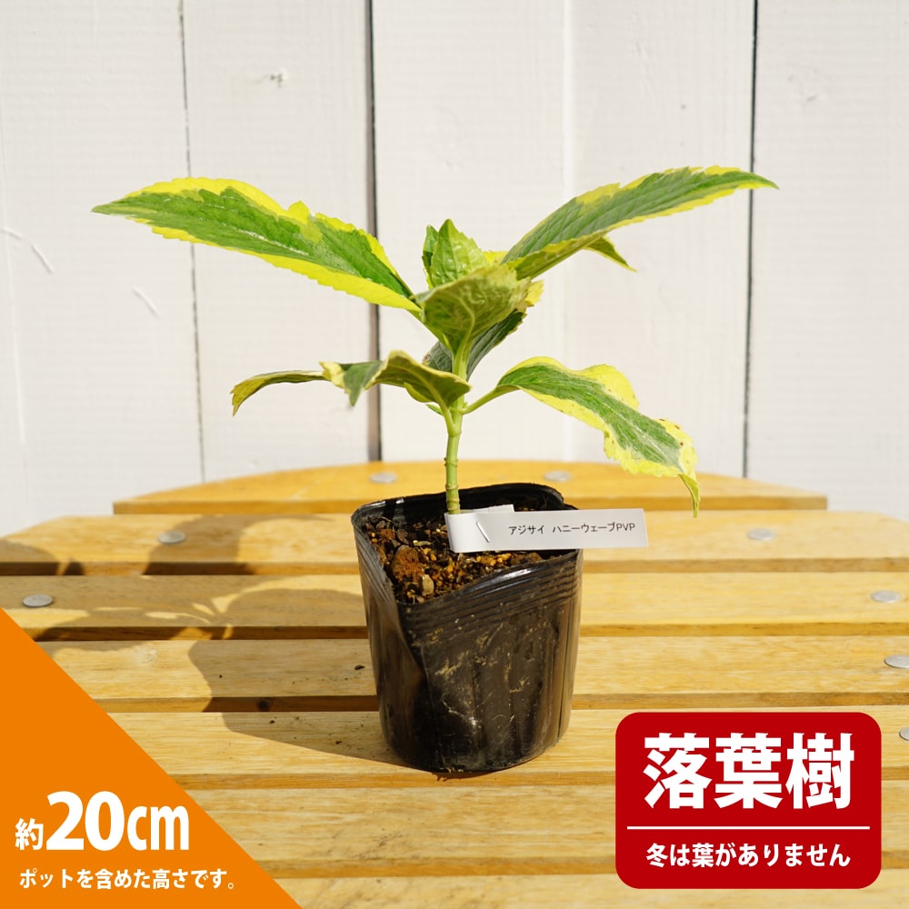 アジサイ ハニーウェーブ 1