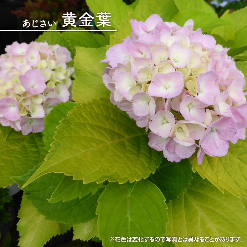 アジサイ 黄金葉 