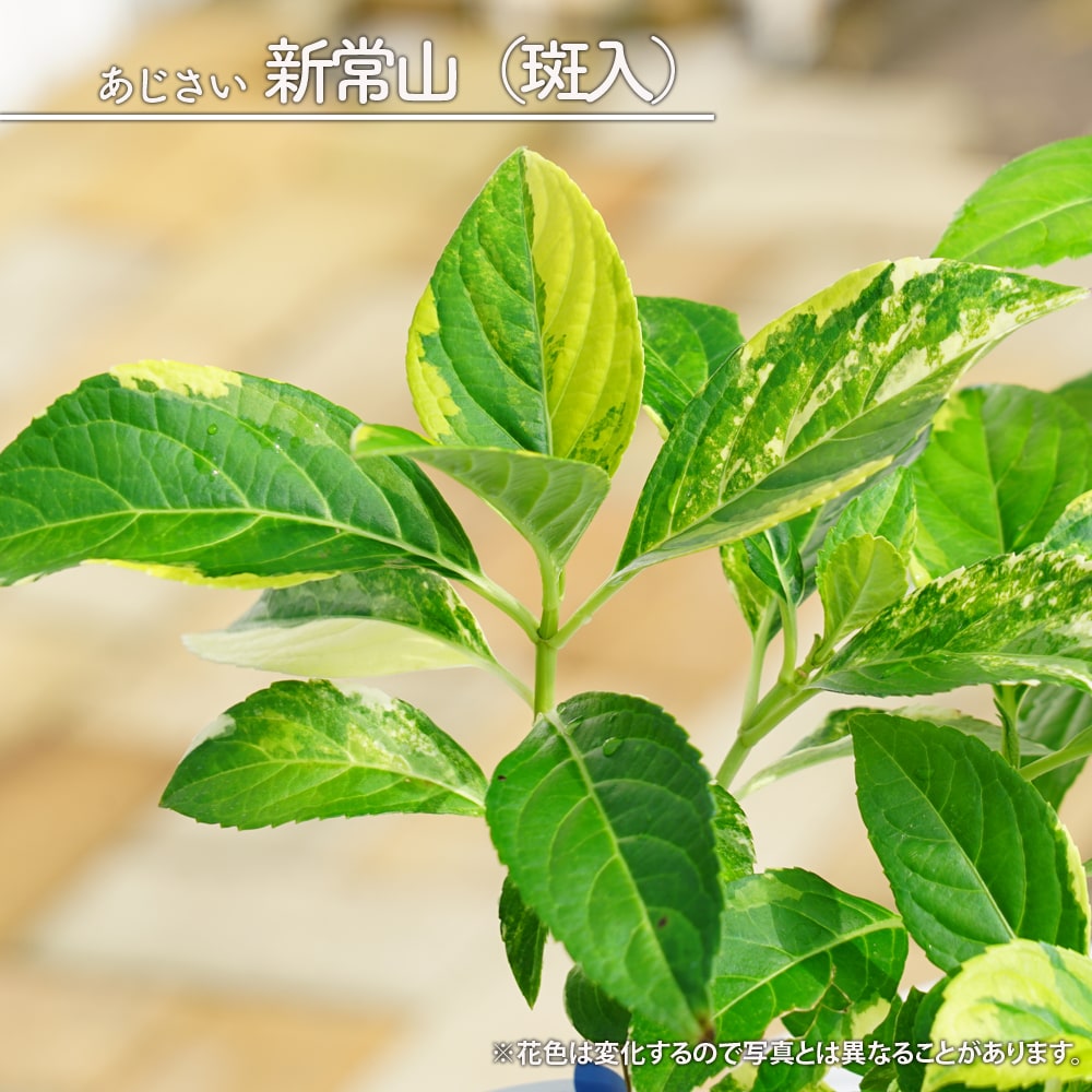 アジサイ 新常山 斑入り 