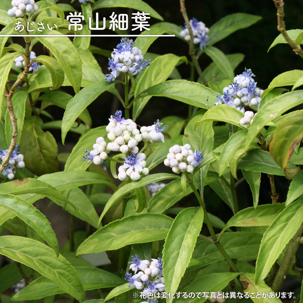 アジサイ 常山細葉 