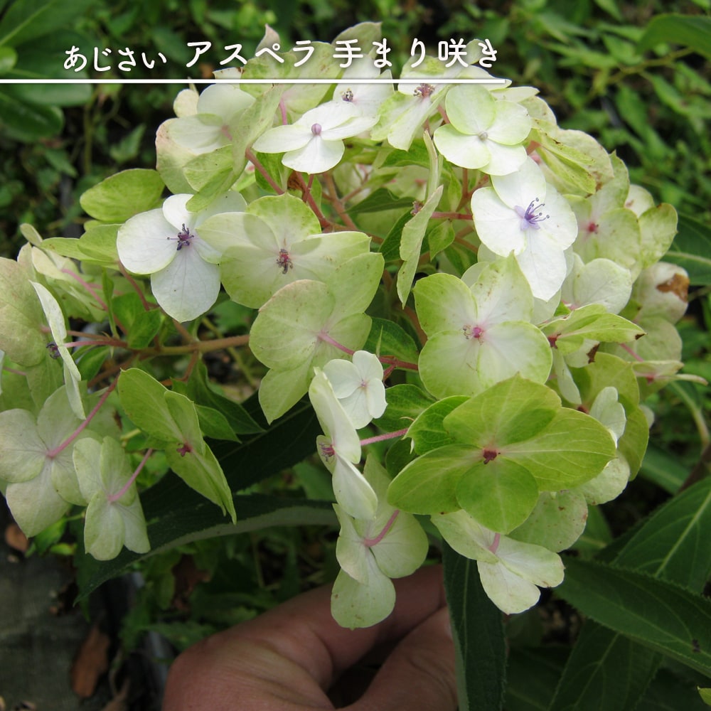 アジサイ アスペラ てまり咲 