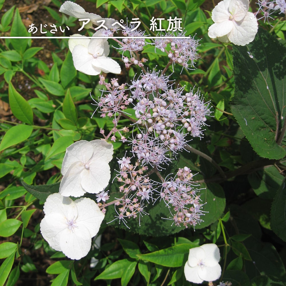 アジサイ アスペラ 紅旗 