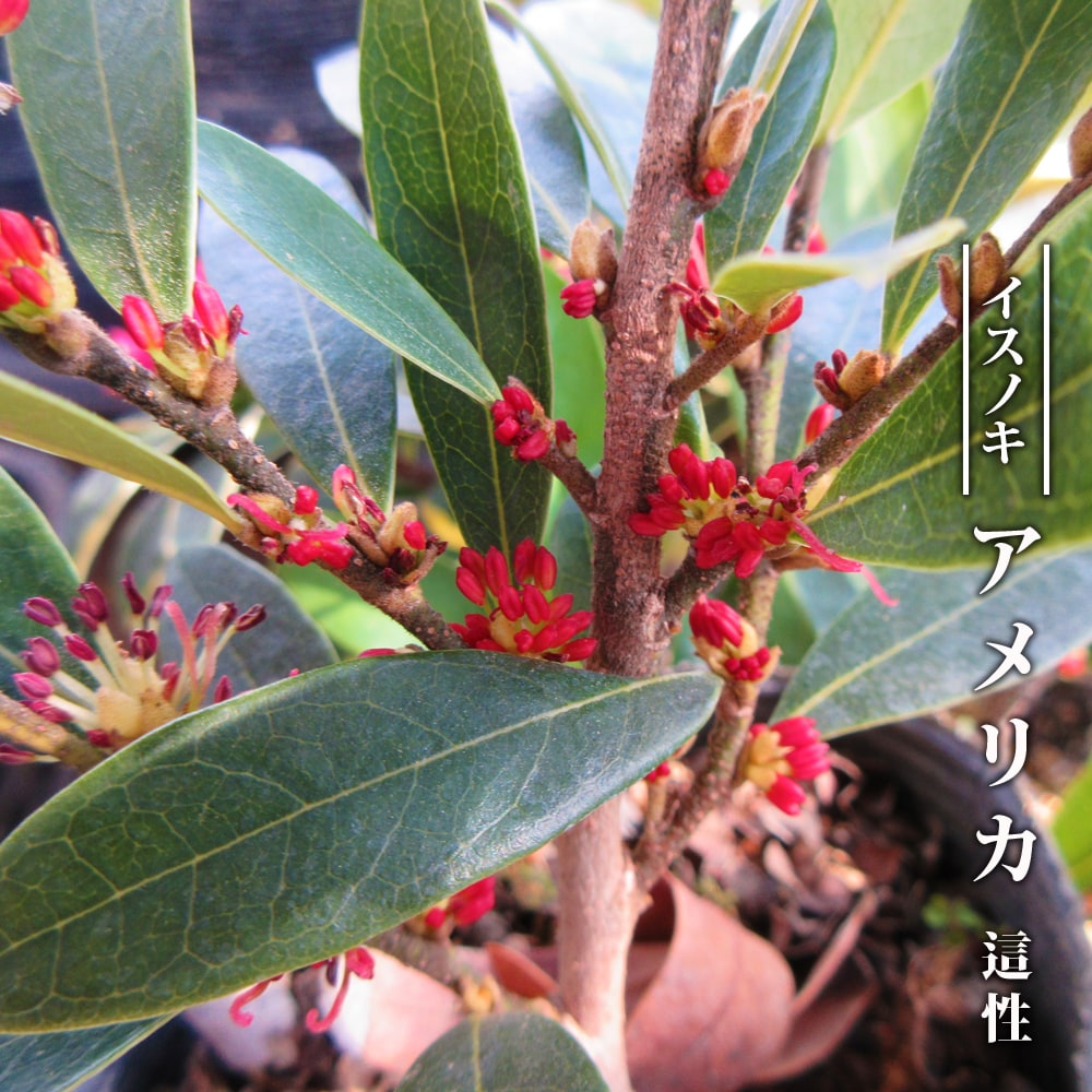 アメリカイスノキ 這性