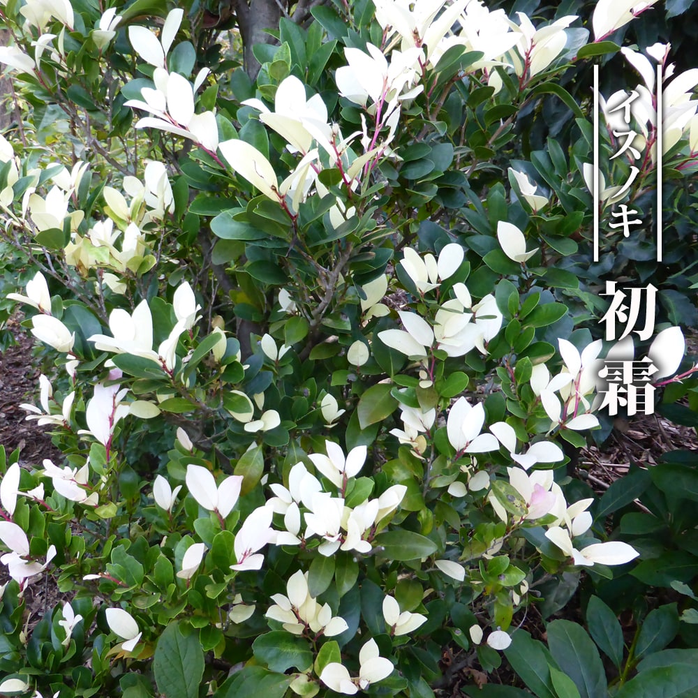 イスノキ　初霜