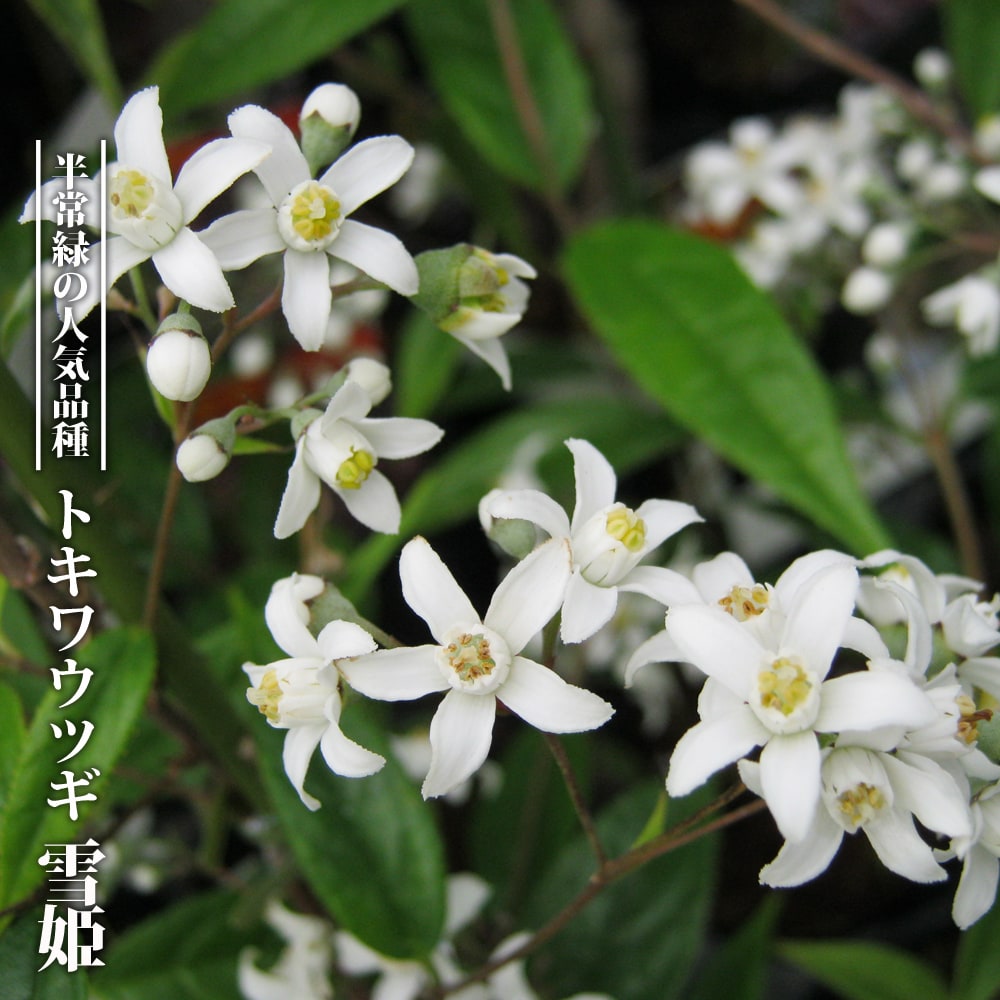 ウツギ トキワ雪姫 