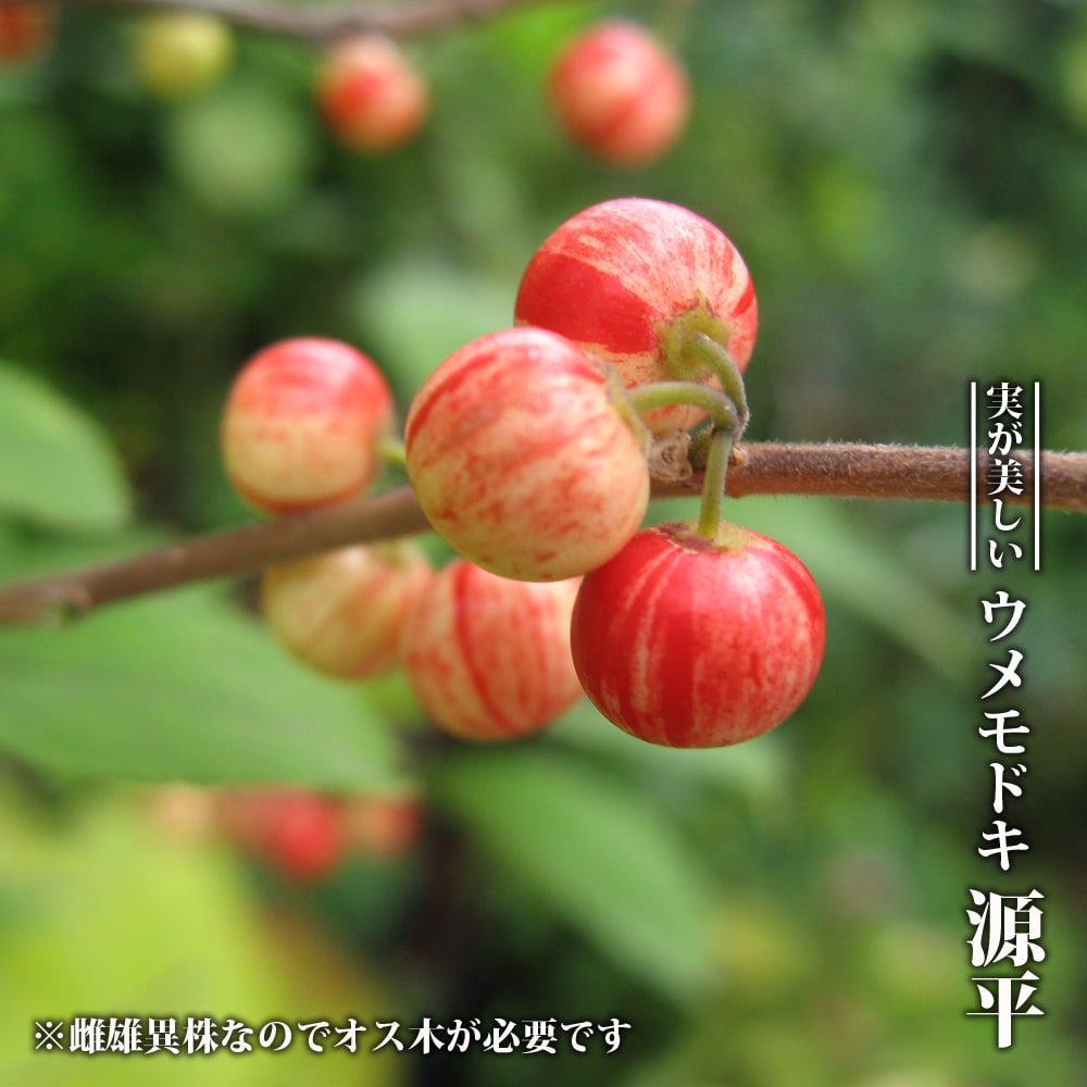 ウメモドキ 源平 