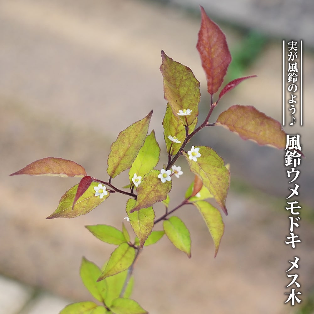 ウメモドキ 風鈴ウメモドキ 