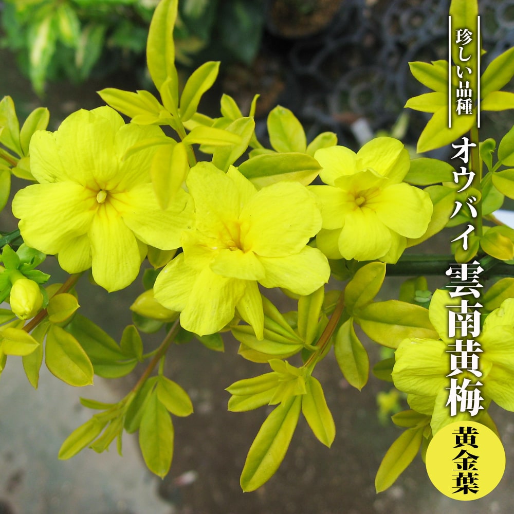 雲南黄梅（ウンナンオウバイ）｜ 黄金葉