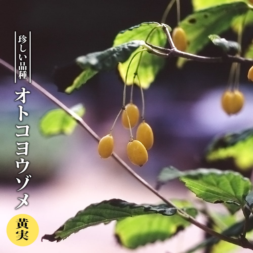   オトコヨウゾメ 【黄実】