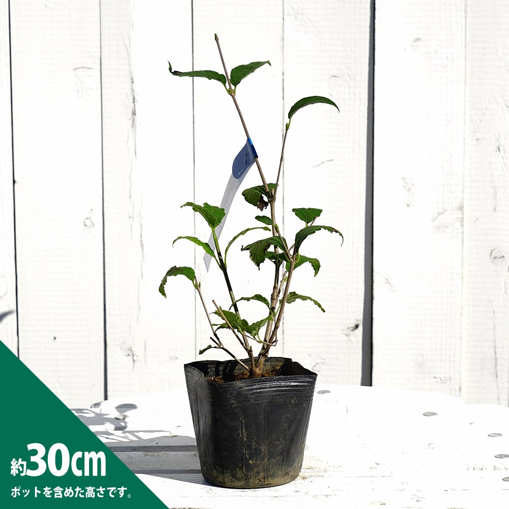 オトコヨウゾメ 苗 販売 苗木部 By 花ひろばオンライン