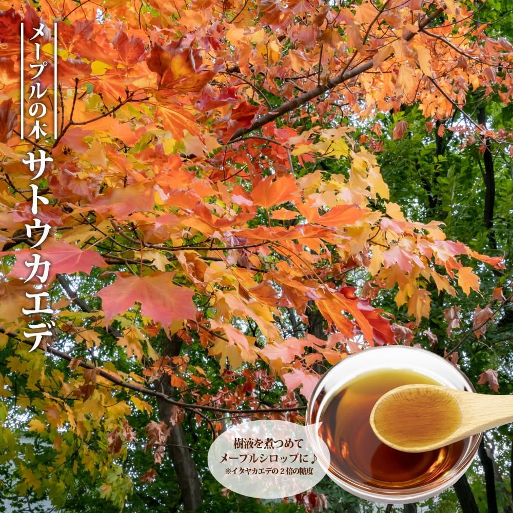 カエデ・もみじ サトウカエデ 