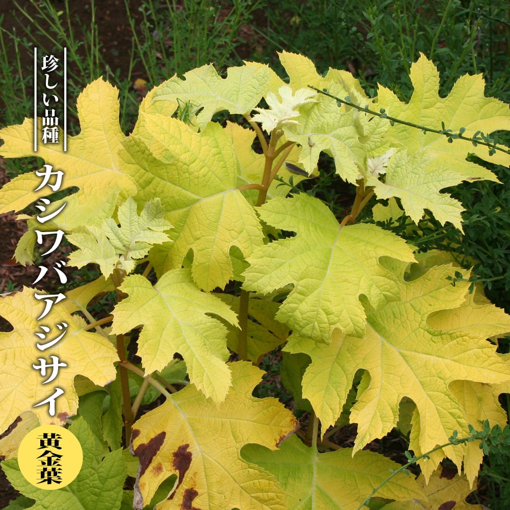 黄金葉 カシワバアジサイ