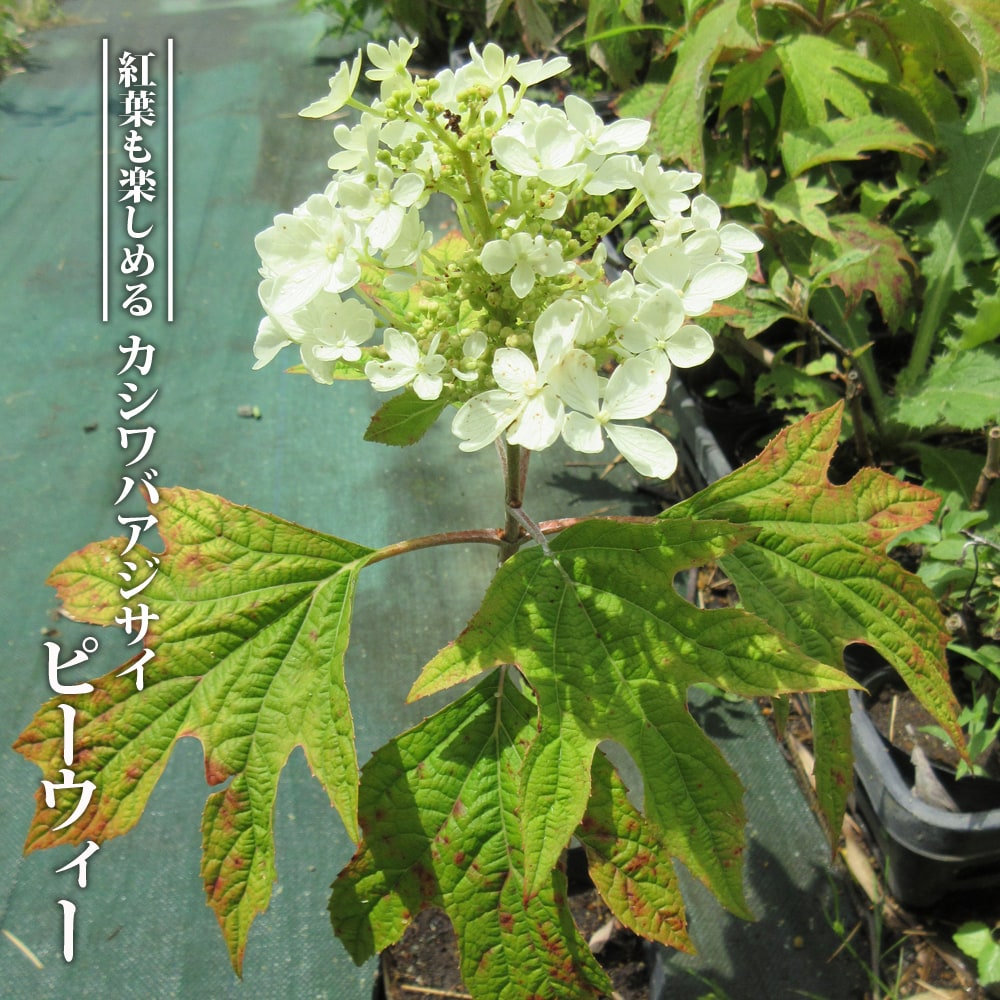 アジサイ ピーウィー 1