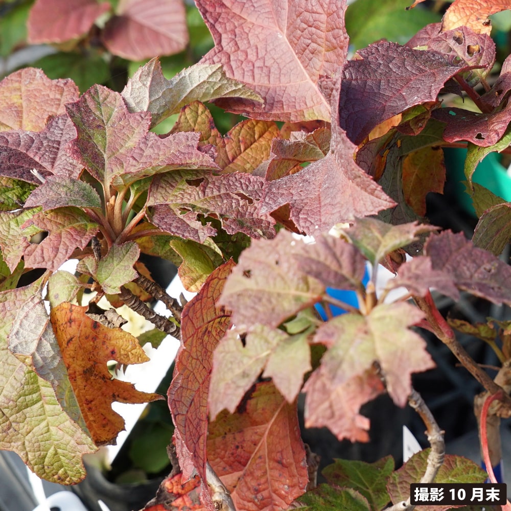 アジサイ ピーウィー 1