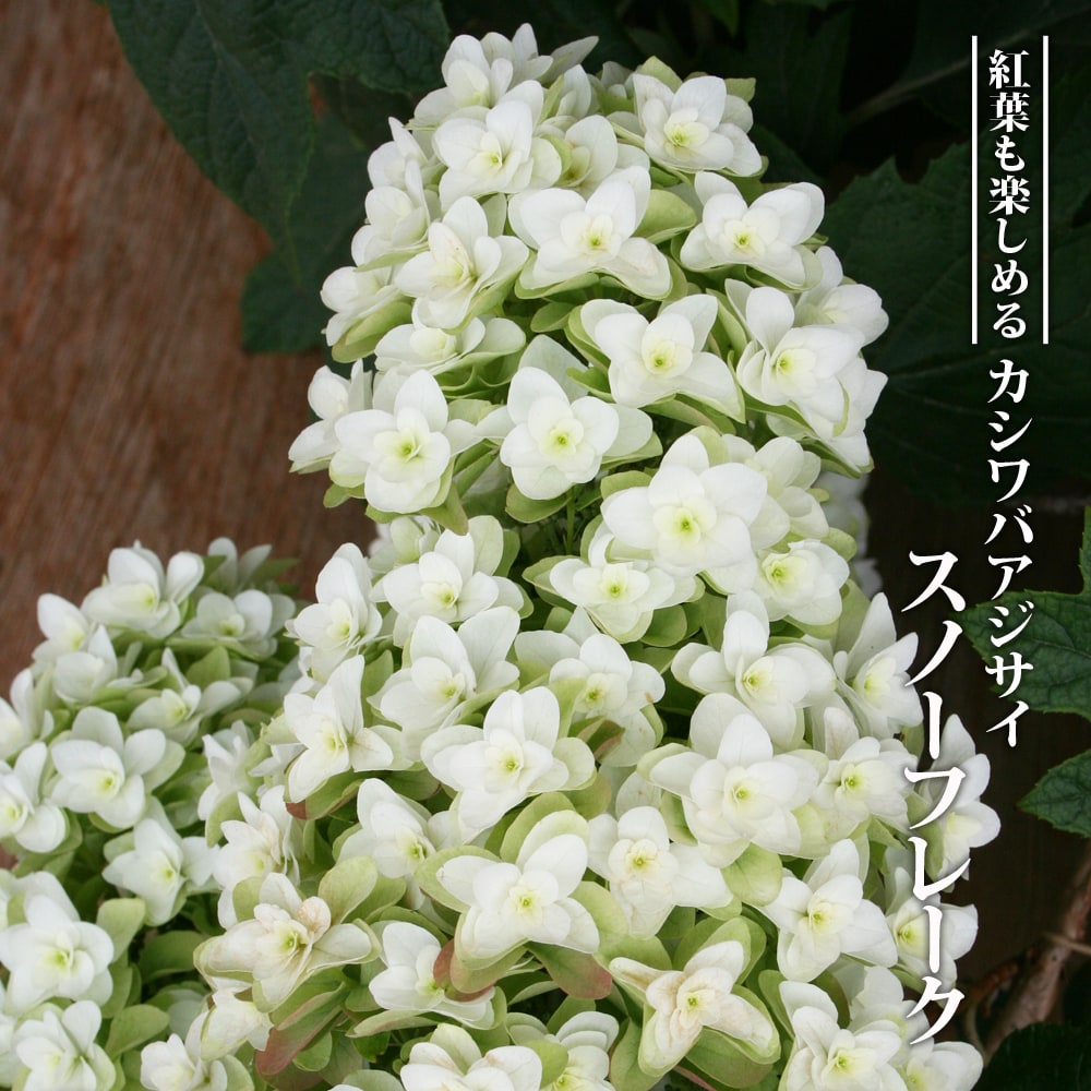 アジサイ スノーフレーク 