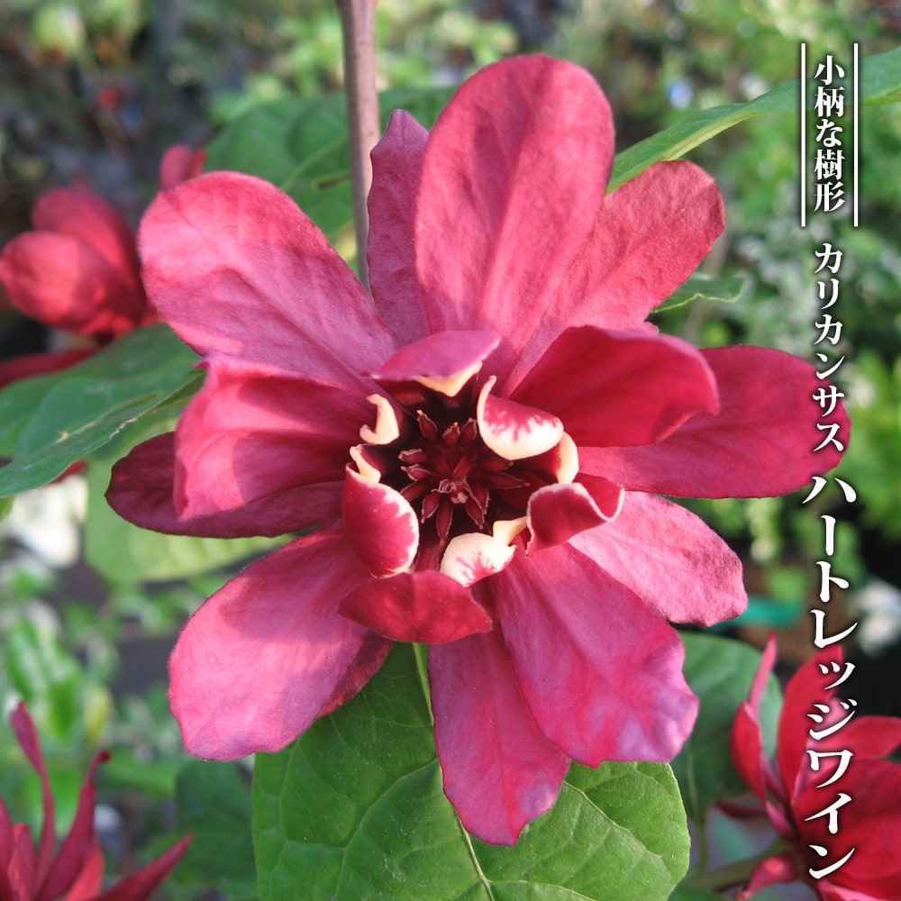 クロバナロウバイ ハートレッジワイン 