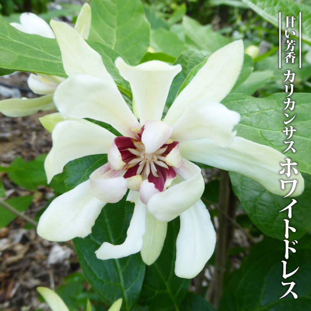 カリカンサス ホワイトドレス 
