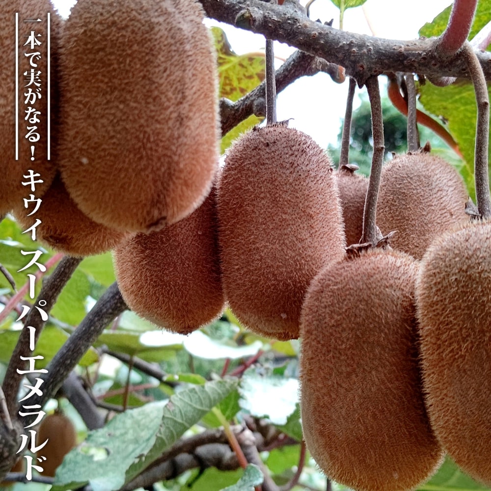 キウイ スーパーエメラルド 