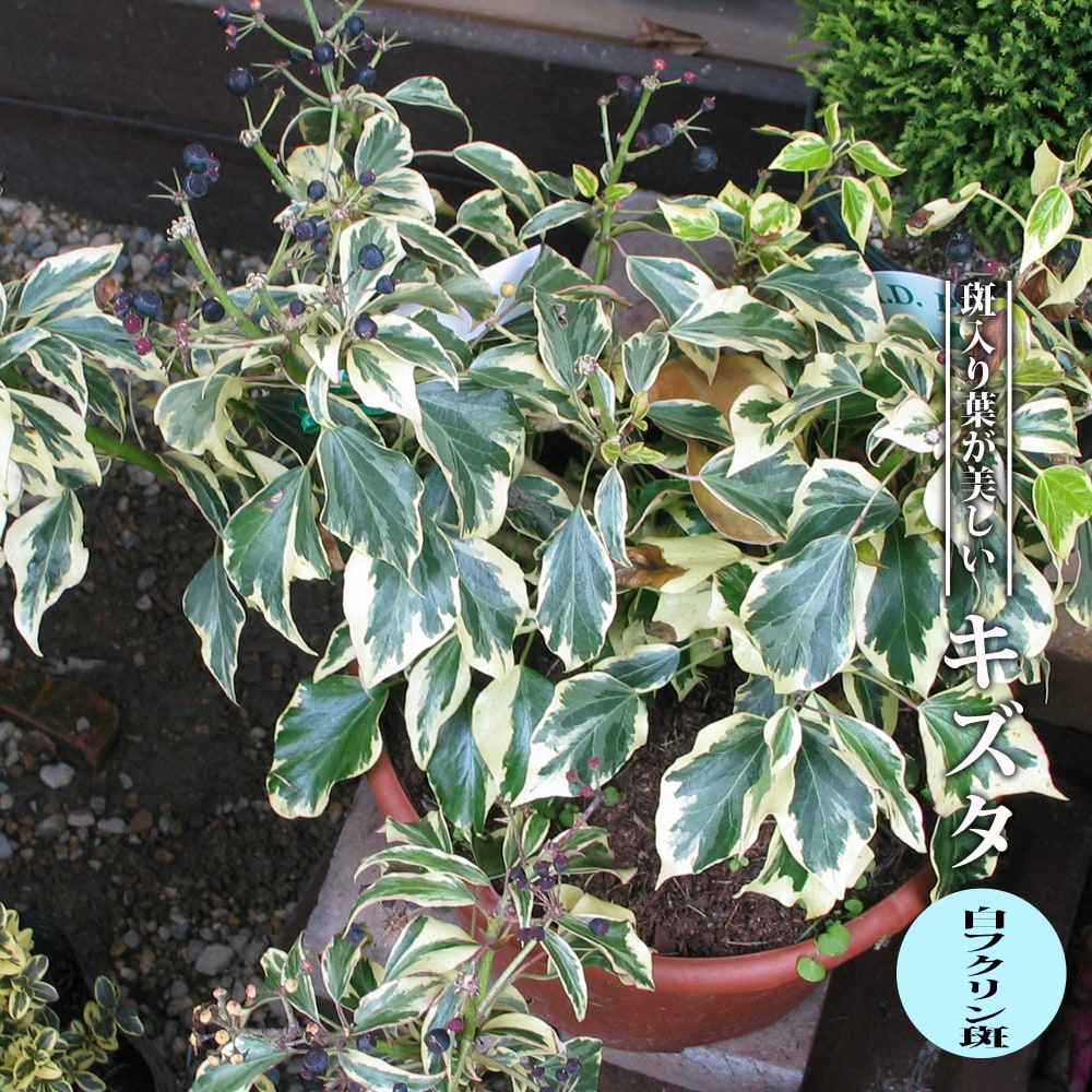 木蔦 斑入りキヅタ 