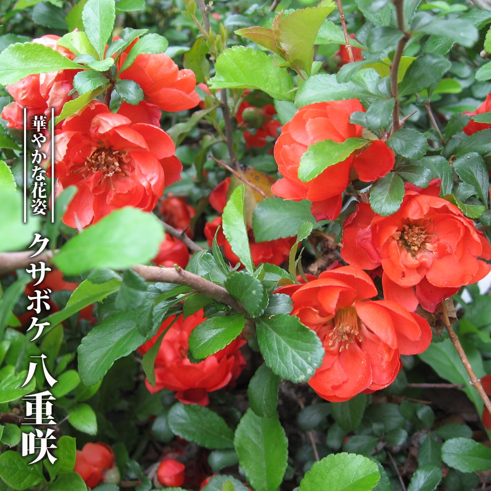 クサボケ 八重咲 苗 販売 苗木部 By 花ひろばオンライン