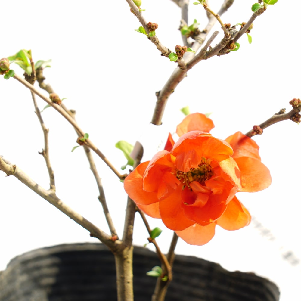 クサボケ 八重咲 苗 販売 苗木部 By 花ひろばオンライン