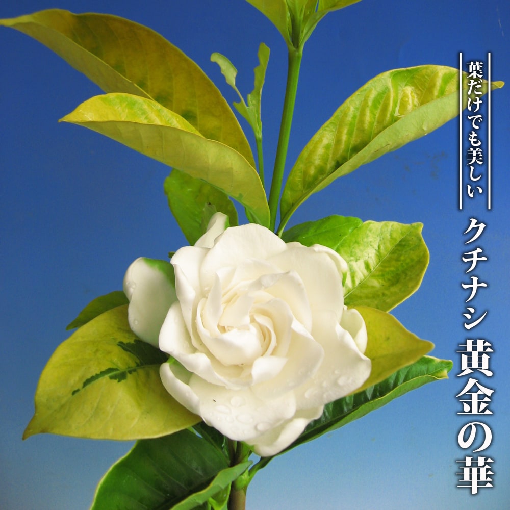 クチナシ 黄金の華 1