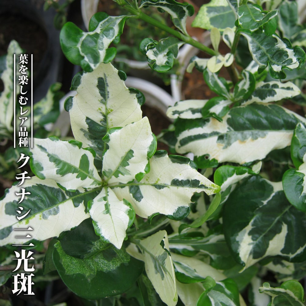 クチナシ 三光斑 1