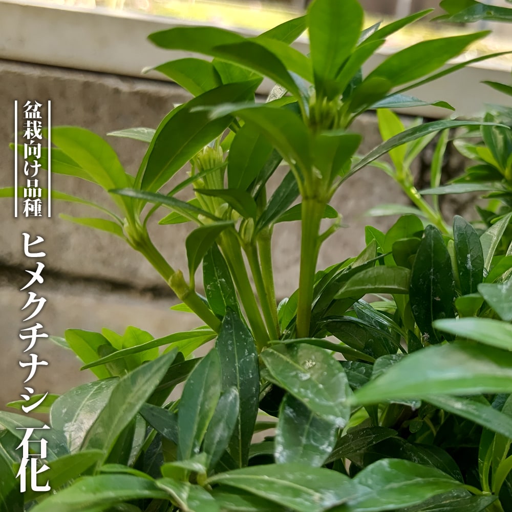 クチナシ ヒメ 石化 1