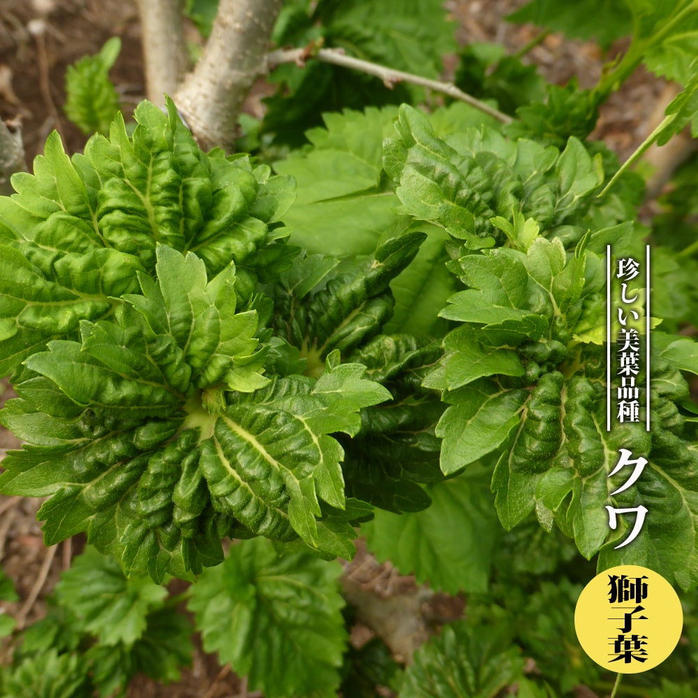 クワ 獅子葉（ししば）