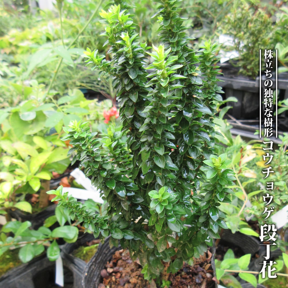 コウチョウゲ 段丁花 