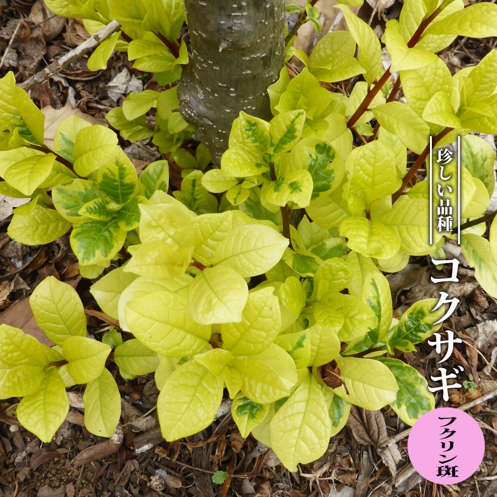 コクサギ フクリン斑 