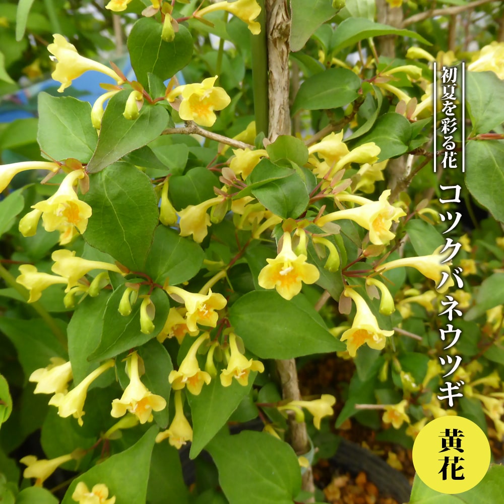 コツクバネウツギ 黄花