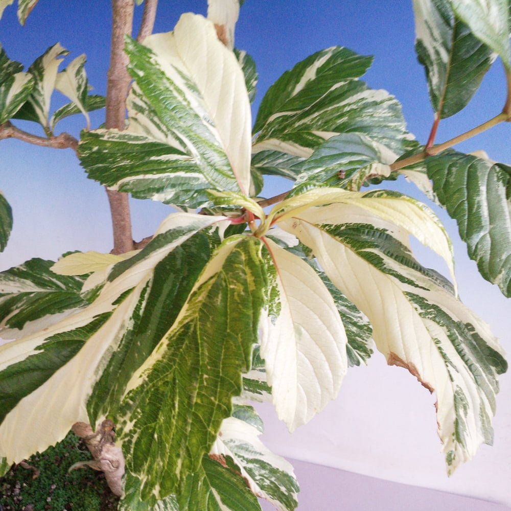 ゴマギ（胡麻木） 斑入り種 1