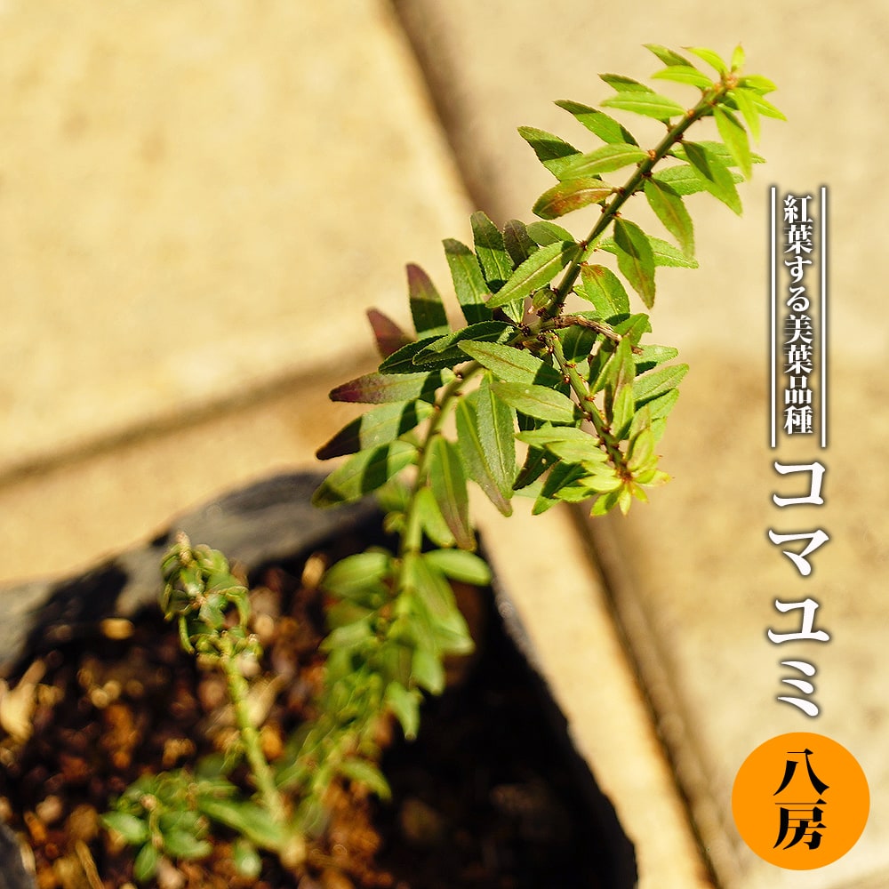 コマユミ 八房 1