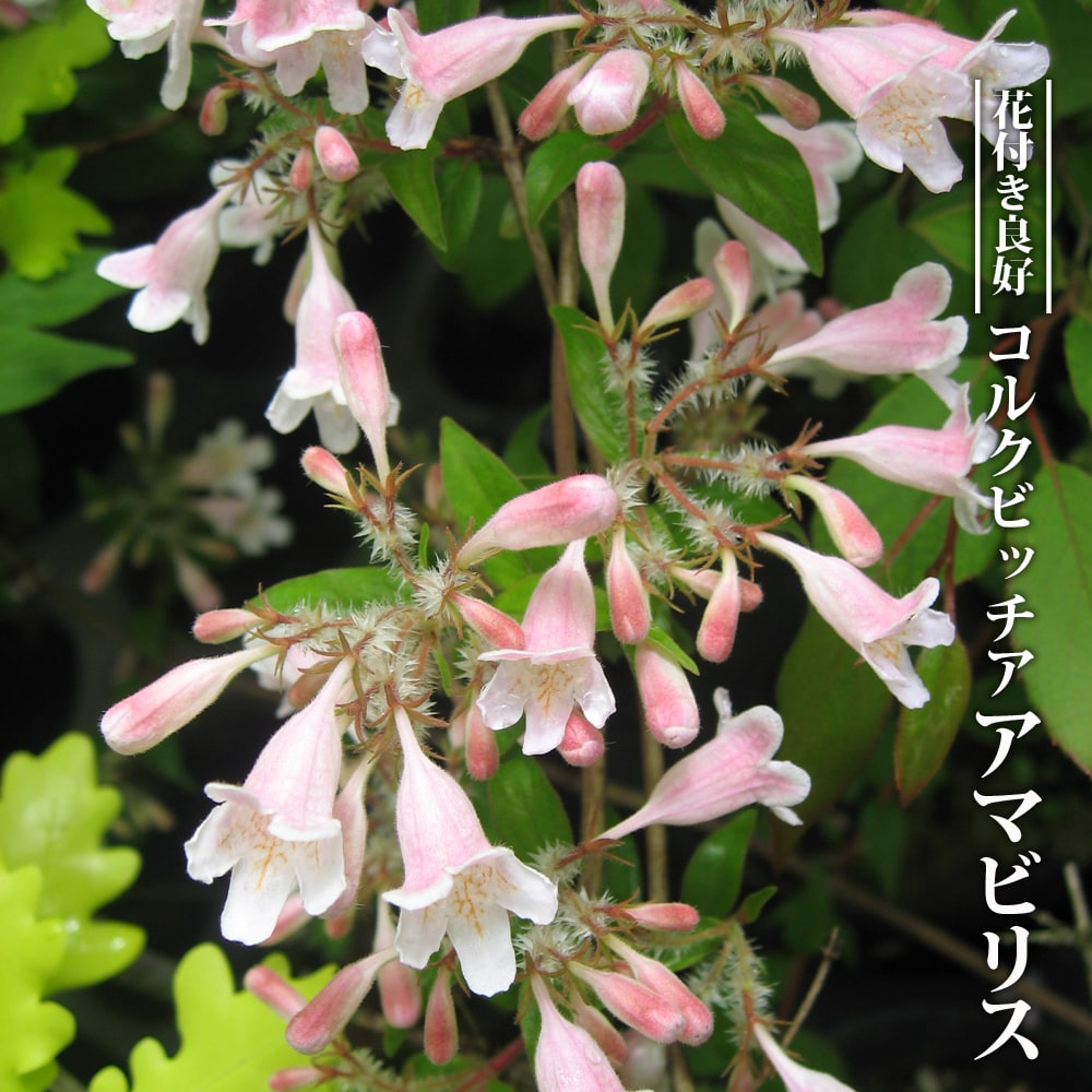 コルクビッチア アマビリス 