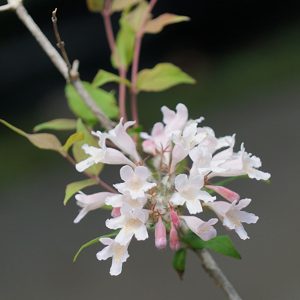 コルクビッチア アマビリス コルクビッチア アマビリス 1