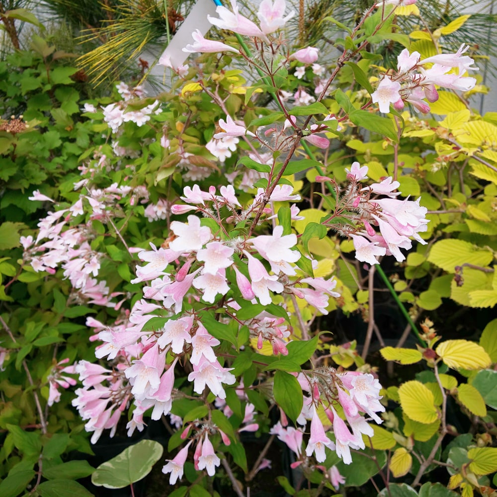 ショウキウツギ コルクビチア アマビリス 