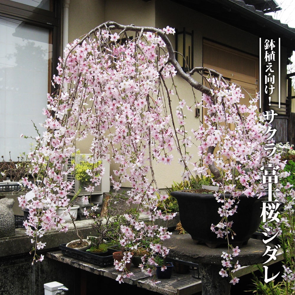 さくら フジザクラ系 富士桜 シダレの通販 おすすめ 苗木部 By 花
